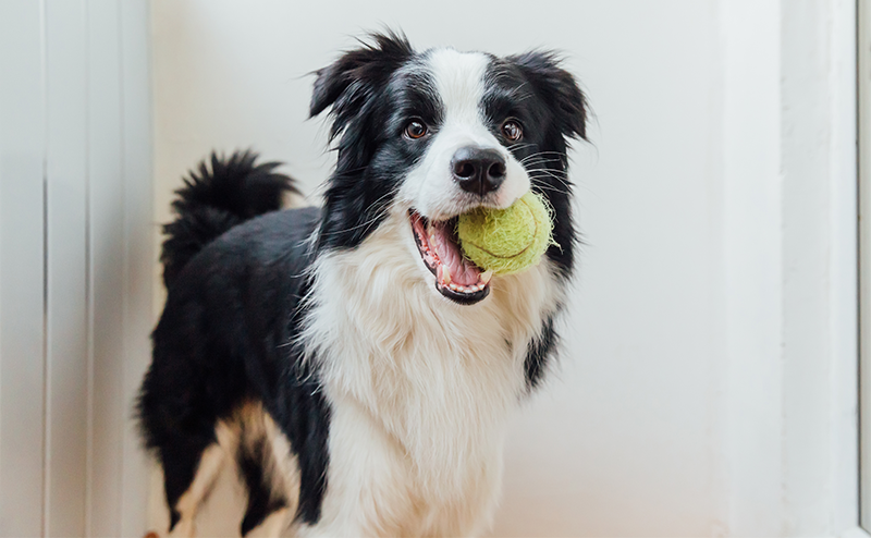ボーダーコリーってどんな犬？